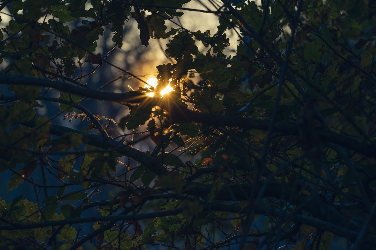 sunlight, plant, tree, light, branch, nature, leaf, reflection, beauty in nature, sky, growth, sun, no people, tranquility, darkness, autumn, low angle view, outdoors, plant part, lens flare, scenics - nature, sunbeam, sunset, tranquil scene, forest, day, flower, land