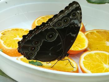Close-up of fruits in plate