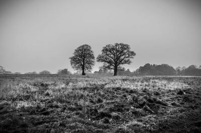 Trees on field against clear sky