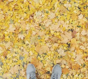 Low section of person standing on yellow autumn leaves