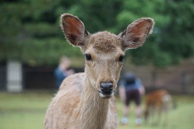 Close-up portrait of a deer