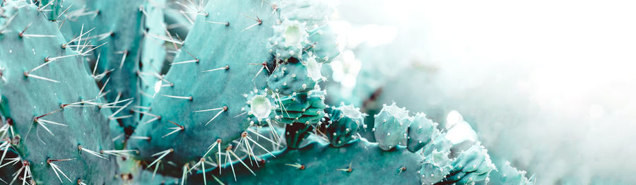 Close-up of frozen plants during winter