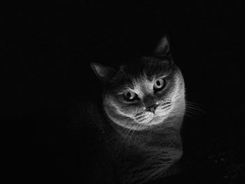 Portrait of a cat against black background