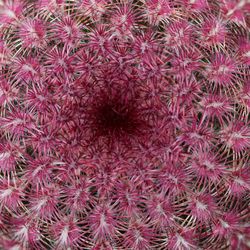 Full frame shot of succulent plant