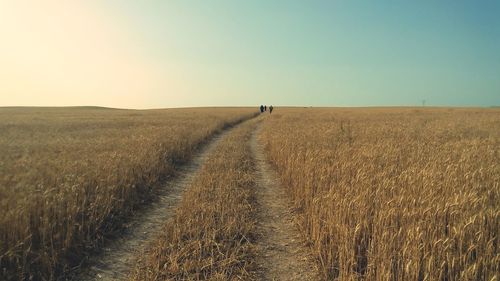 Scenic view of agricultural field against clear sky 01