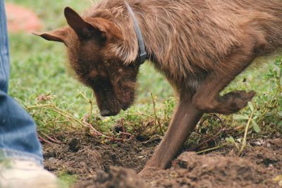 Dog digging hole