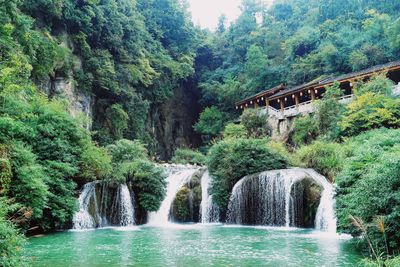 Scenic view of waterfall in forest