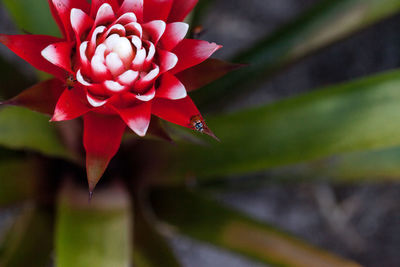 Red and white bromeliad flower with a convergent lady beetle called ladybug hippodamia convergens