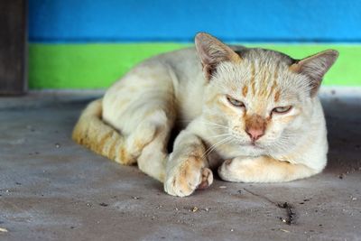 Close-up of a cat lying on footpath