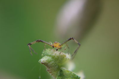 Close-up of insect