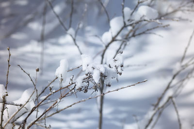 Close-up of snow covered plant