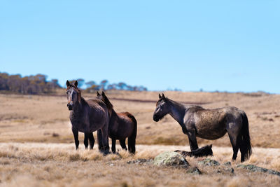 Horses on a field