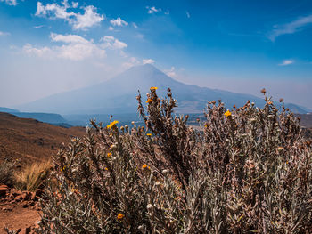 Plants growing on land against sky