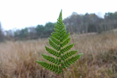 Close-up of fresh green plant