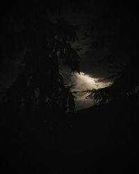 Low angle view of silhouette trees against sky at night