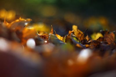 Close-up of maple leaves during autumn