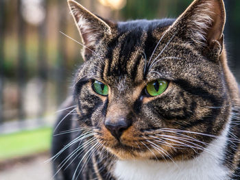 Close-up portrait of cat