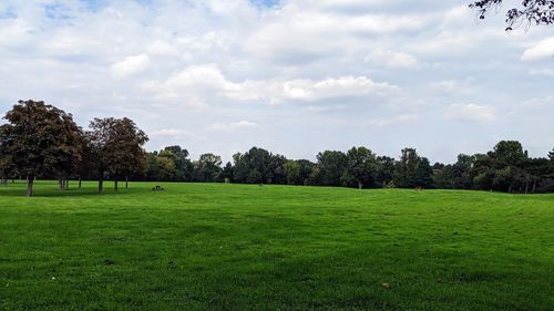 Trees on field against sky