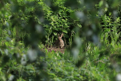 Seen from a rabbit through the trees...