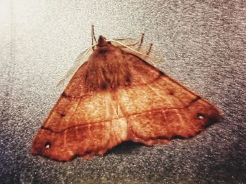 Close-up of an insect