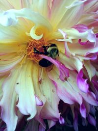 Close-up of bee pollinating on fresh flower