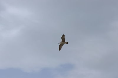 Low angle view of seagull flying in sky