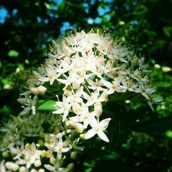 Close-up of white flowers blooming in park