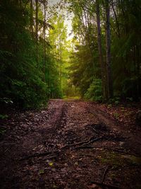 Road amidst trees in forest