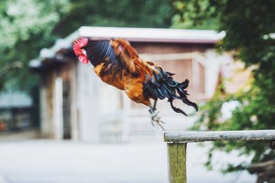 Rooster flying against house