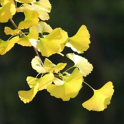 Close-up of yellow flowers