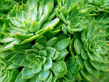 Full frame shot of vegetables