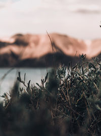 Close-up of grass by sea against sky