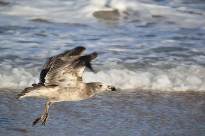Seagull flying over lake