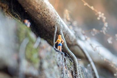 Close-up of rock on tree trunk