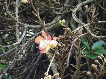 Close-up of flowers