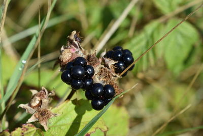 Close-up of berries on plant