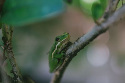 Close-up of lizard on tree branch