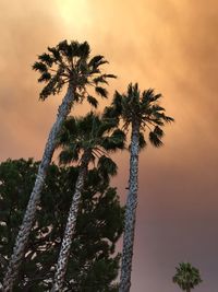 Low angle view of coconut palm tree against cloudy sky