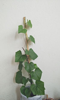 Close-up of green leaves on white wall