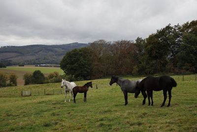 Horses in a field