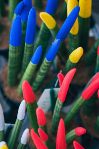 Close-up of multi colored flowering plants