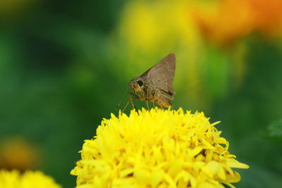 Close-up of butterfly pollinating on yellow flower