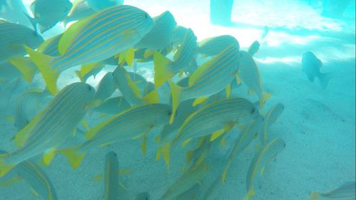 Fish swimming in sea