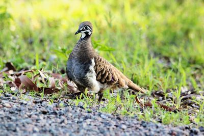 Close-up of bird on grass