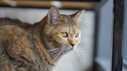 Close-up of a cat looking away