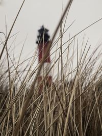 Close-up of wheat against sky