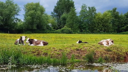 Cows on riverbank against trees