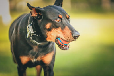 Close-up of a dog looking away