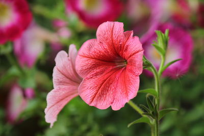 Close-up of pink flower blooming outdoors