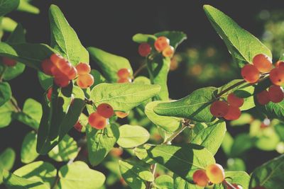 Close-up of berries on plant